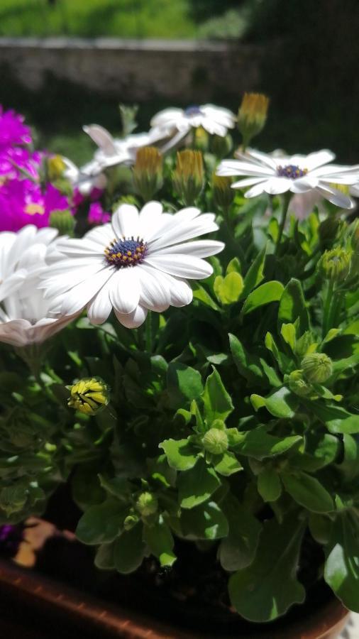 Italaforesteria 호텔 Lavone 외부 사진